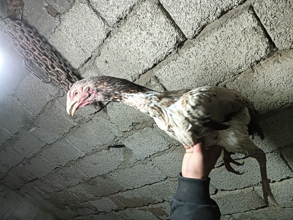 Дакар тауык сатылады