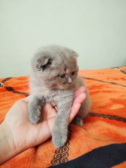 Mushuk bolachalari sotiladi