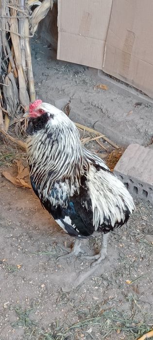 Vând familie rasa Marans 2+1si un cocoș Araucan toate din anul 2025