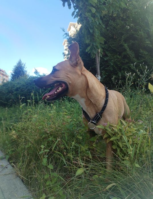 Грижа за домашни любимци