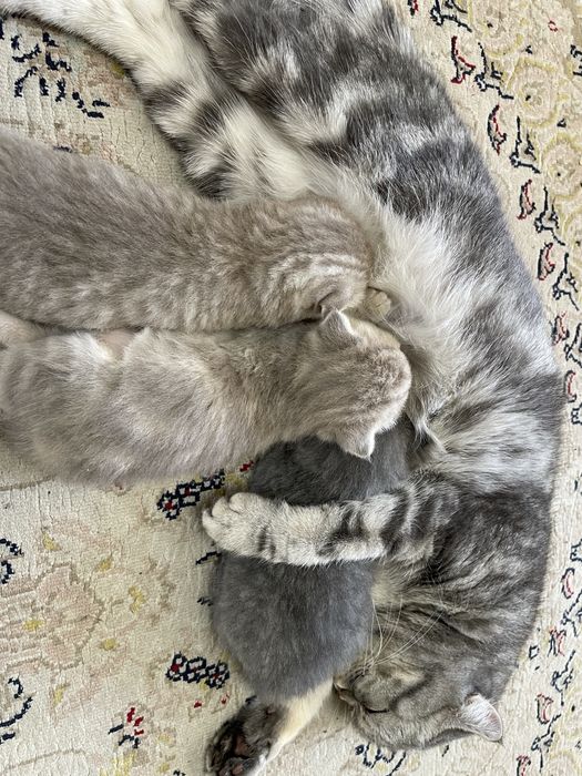 Продам очаравательных котят
