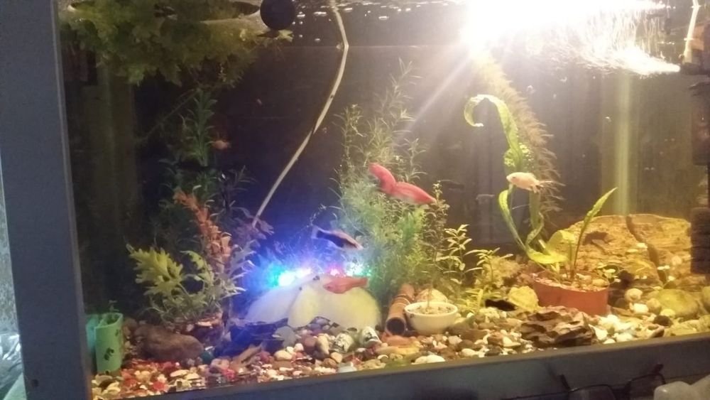 Большой аквариум