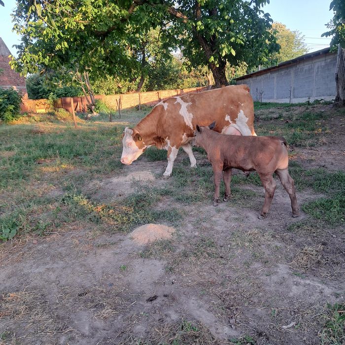Vind vaca cu vitel