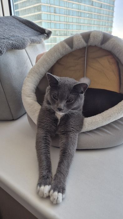 Отдам котенка 1 год