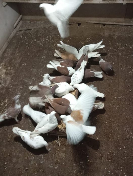Продам партию голубей