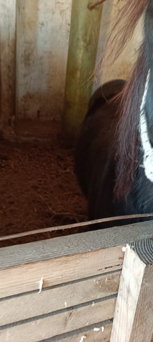 продам лошадь обмена нет