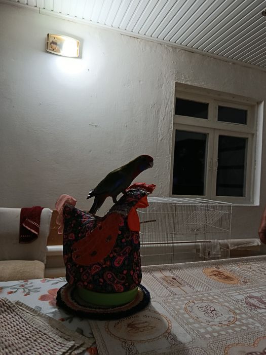 Продаётся пенантовая розелла