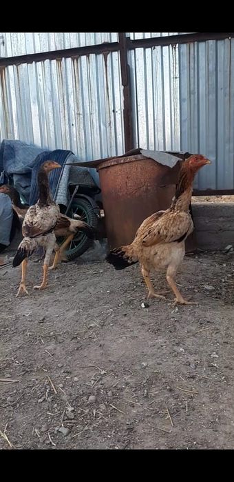 Бойцовыйедаканки