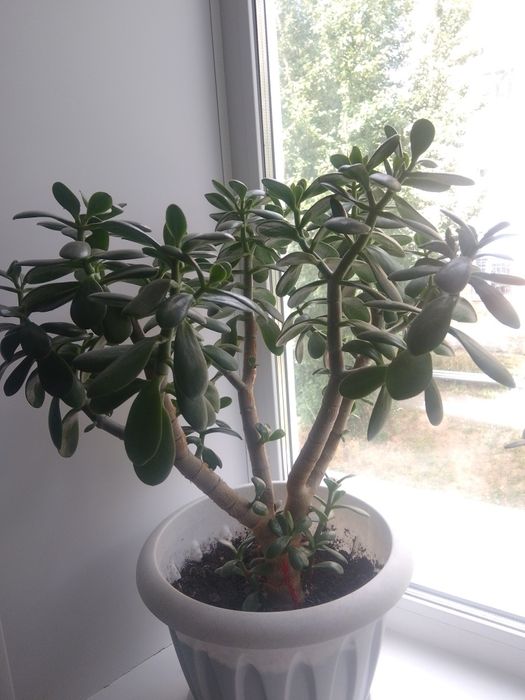 Продам денежный цветок