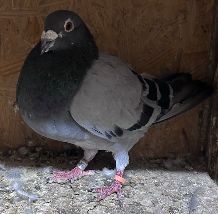 Disponibil pereche porumbei