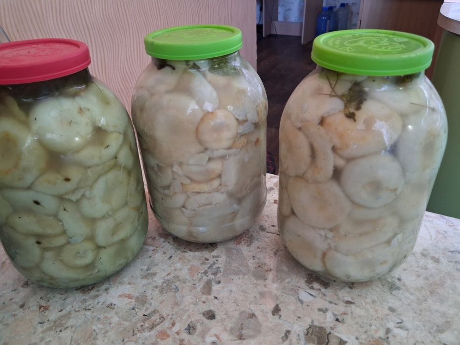 Продам грибы грузди