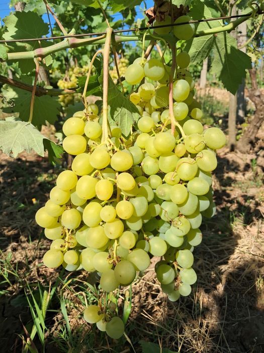 Struguri de masă soi perla timpurii