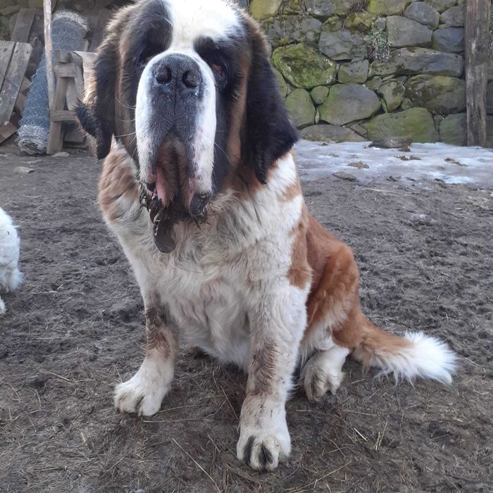 Femelă Saint Bernard caută o familie.