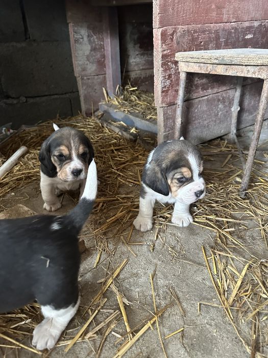 2 pui de beagle disponibili