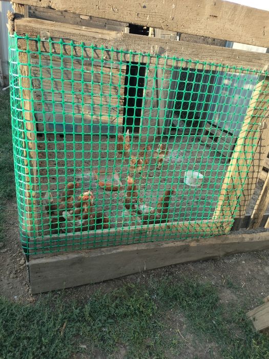 Продам курей, тауық сатылады