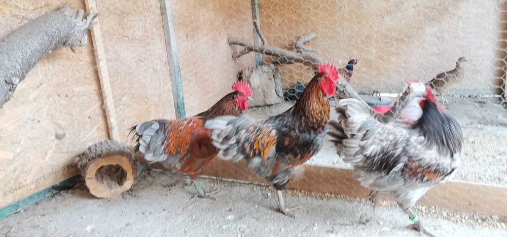 Vand Cocosi australorp splash