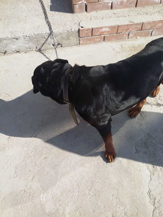 ротвейлер кобель вязка