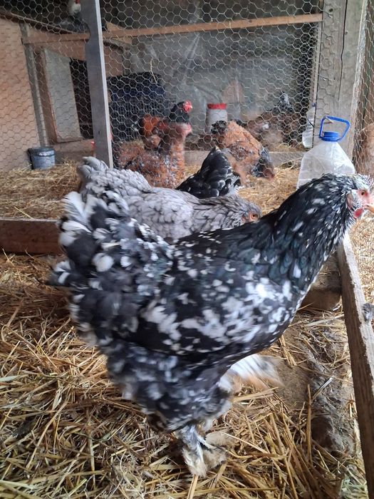 Vand oua incubatie brahma.bobat