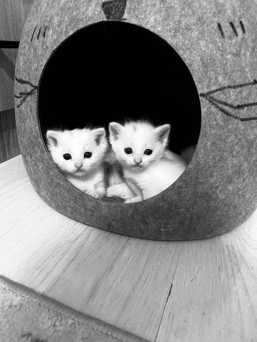 Котята, 1 месяц