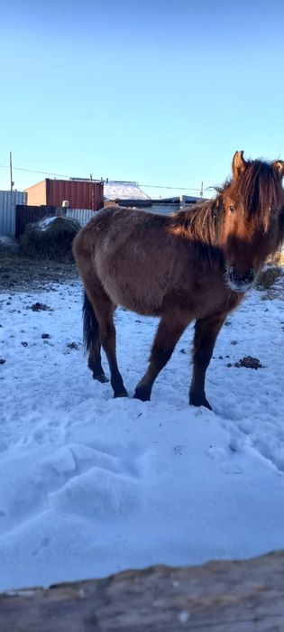 Продам упитанного тайчика (мальчик)