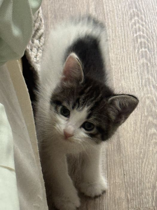 кошки и 2 котята