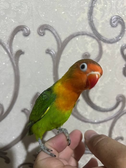 Ruchnoy popugay sotiladi