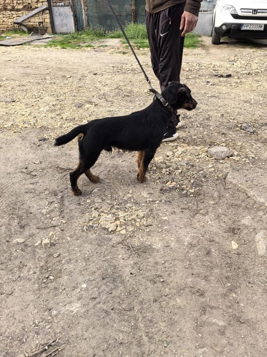 Мъжки Яктериер с  рудословие