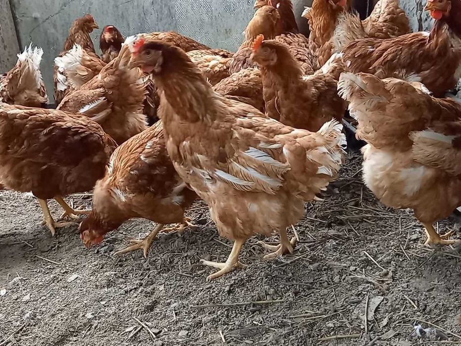 Vând găini de ouă