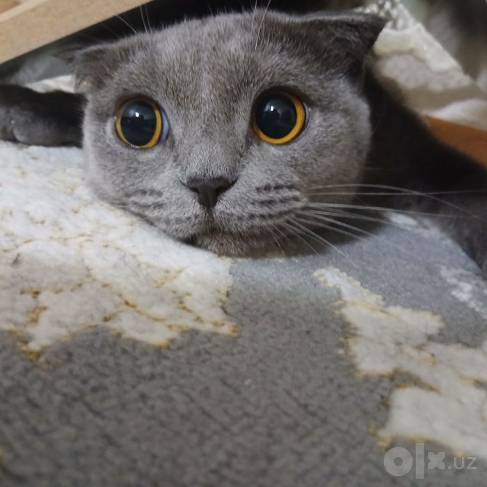 Sof zotli Shotlandiya Fold (Scottish Fold) mushugi sotiladi!