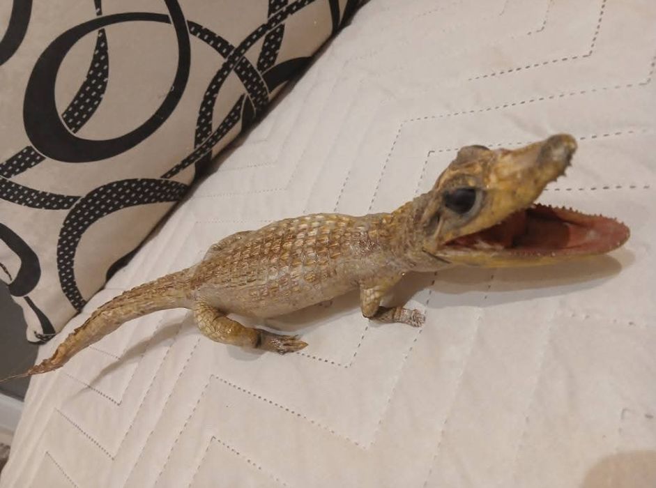 Препарирано крокодилче 40 см