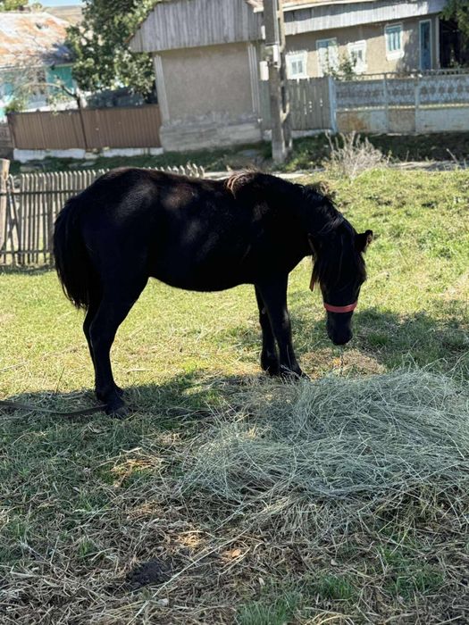 De vănzare ponei de un an jumate !