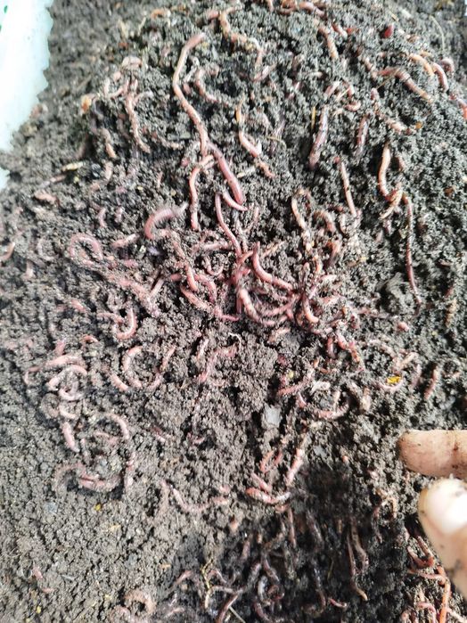 Черви  для рыбалки и для разведения