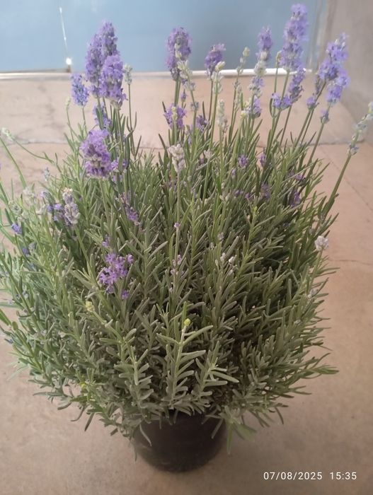 Lavanda razmarin  gullari cheklanmagan miqdorda sotiladi dona optom