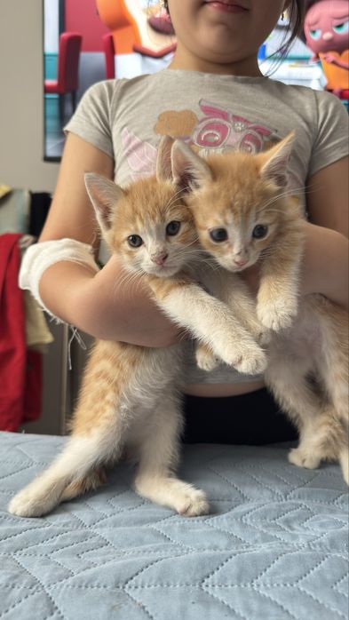 Отдам котят бесплатно