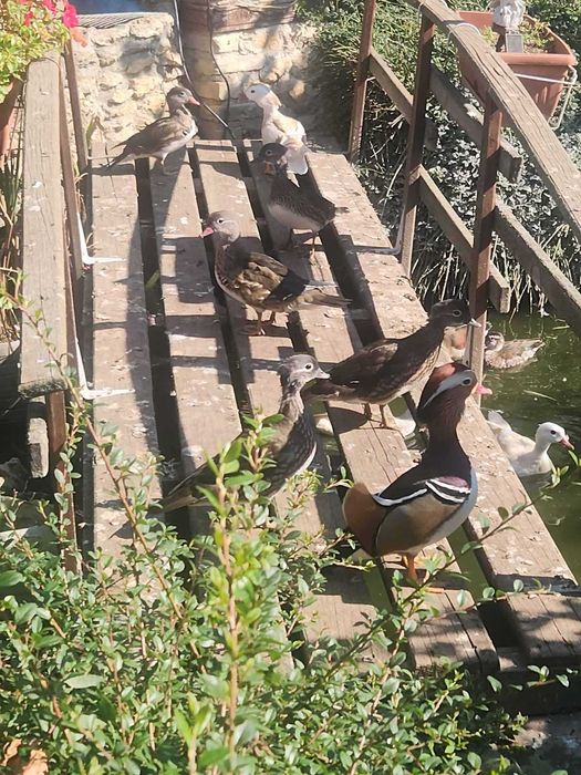 Продавам патета Мандаринки и Червенокрили барнета.