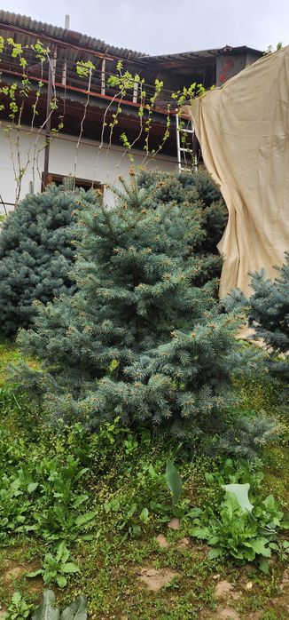 Голубой ель крымский.