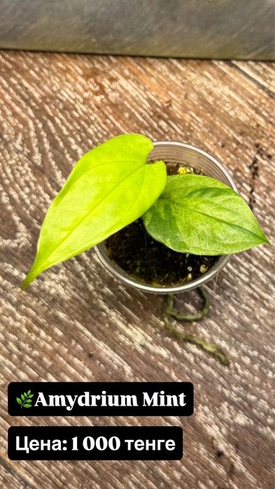 Алоказия Розовый дракон