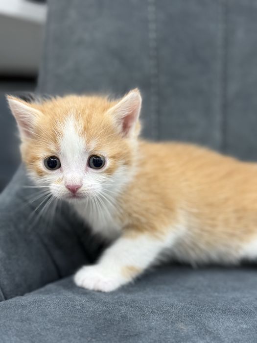 Котята умные красивые