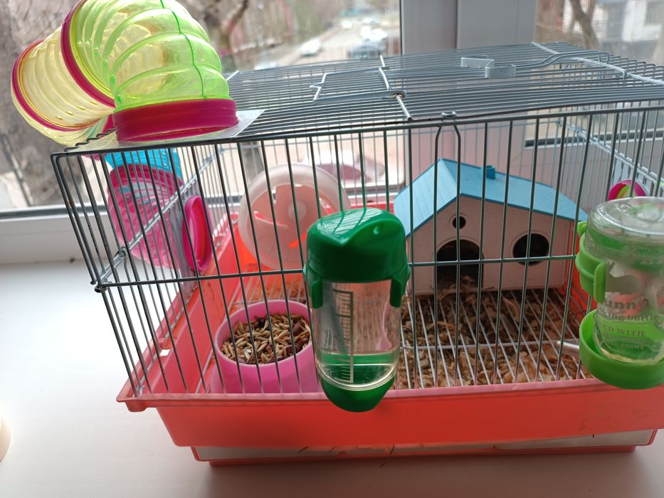 Продам хомяка девочку