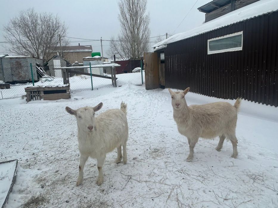 Продаются козы. Находимся п.Караоткель.