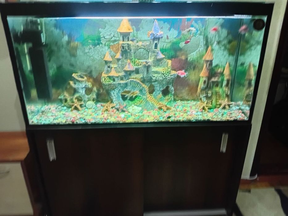 Akvarium sotladi