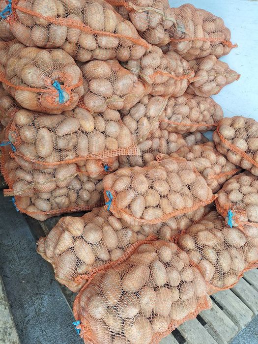 Cartof consum alb si rosu