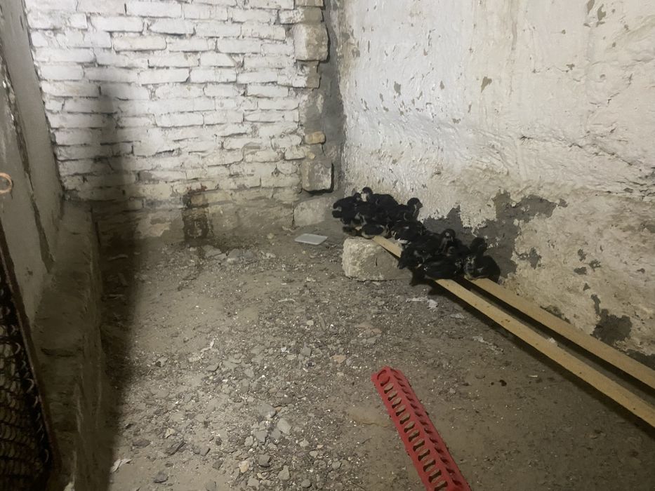Джерсицски гигант балапандары