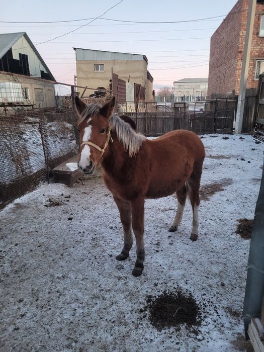 Жеребец Ахалтекинец + Жабы