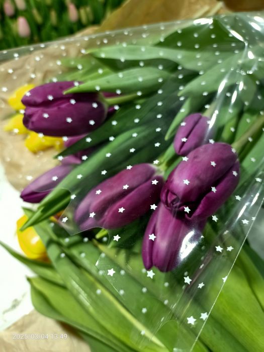 Предзаказ тюльпанов