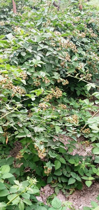 Американская ежевика Честер Торнелсс