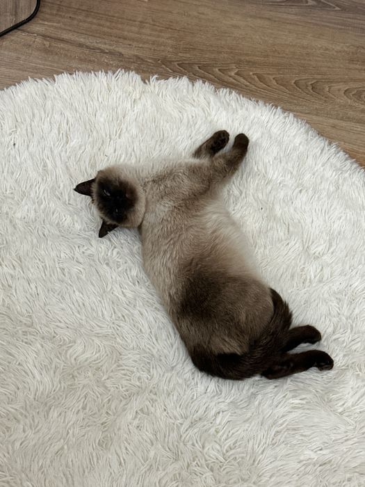Отдам кошку сиамскую