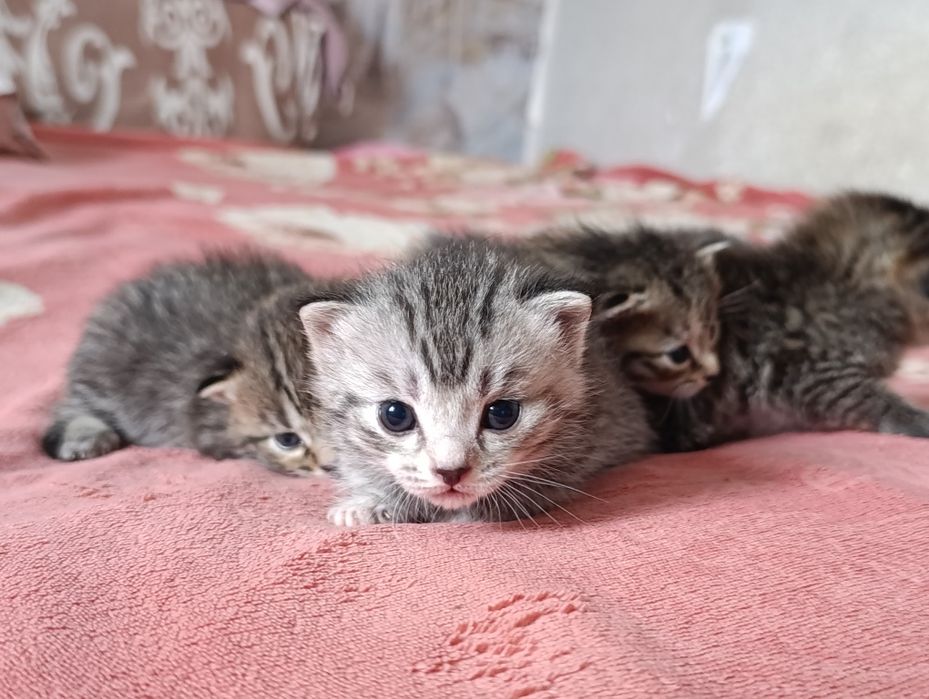 Продам котят британских Вискас окрас