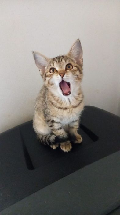 Пристраиваю котенка девочку