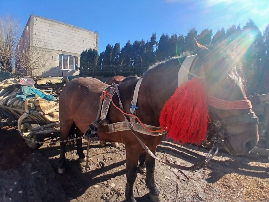 Vand armăsar de 5 ani